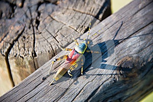 Single grasshopper on wood