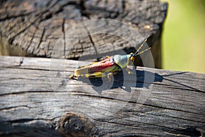 Single grasshopper on wood