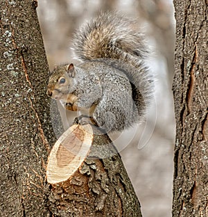 Single gray squirrel standing on a cut branch in a tree