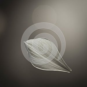 A single, gray-toned leaf is suspended against a softly blurred background. The leaf photo