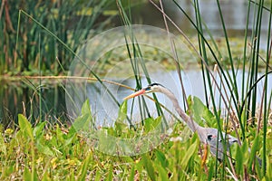 A single Great Blue Heron bird in the marsh lands in Florida photo