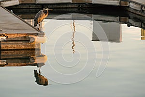 Single Great Blue Heron stands at the end of the dock