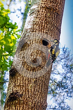 Single Great Spotted Woodpecker on tree trunk with hollow in Kampinos Forest in Mazovia region of Poland