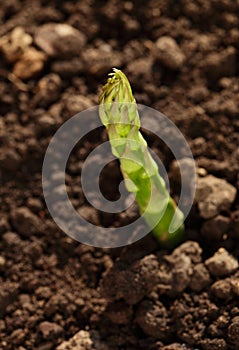 Single green Asparagus spear growing