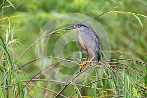 Single Green-backed Heron sitting on hanging branches