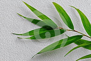 Single Green Bamboo Leaf on White Background