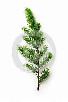 Single green branch of pine tree on white background. Generative AI