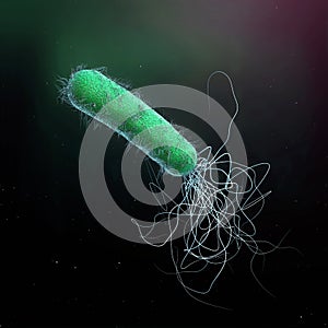 Single green colored multiple antibiotic resistant Pseudomonas aeruginosa bacterium