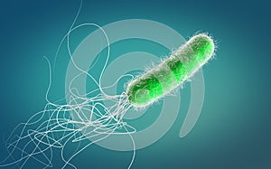 Single green colored multiple antibiotic resistant Pseudomonas aeruginosa bacterium