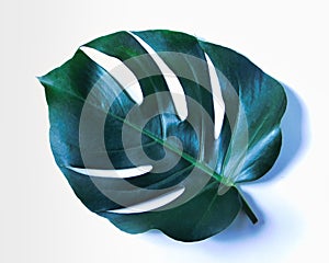 Single green Digitalia monstera leaf on white background
