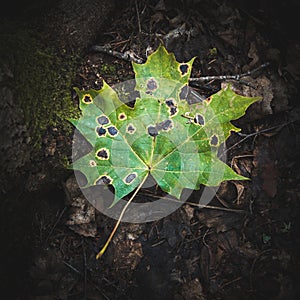 Single green fallen maple leaf