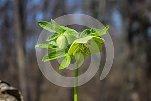 Single green flower of hellebores