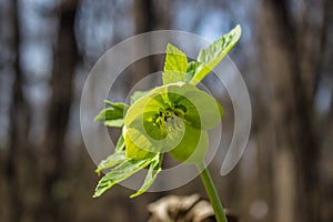 Single green flower of hellebores