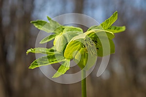 Single green flower of hellebores