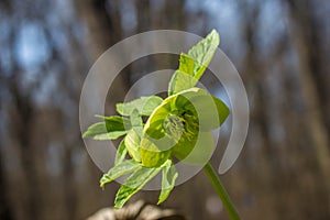 Single green flower of hellebores