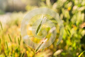 A single green foxtail grass stalk glows in golden sunlight against a blurred natural background.