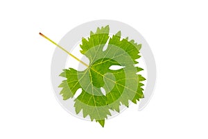 Single green grape leaf flying isolated on white