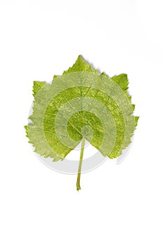 Single green grape leaf isolated on white background. Natural ,organic with stem