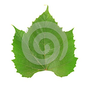 Single green grape leaf