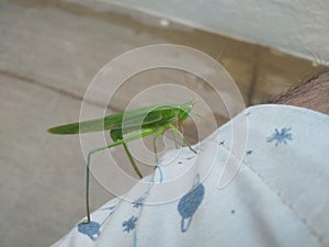 Single Green Grasshopper isolated on white background. Grasshopper insect sitting above cloth