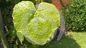 Single green Heart shaped vine leaf