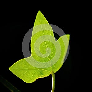 Single green ivy leaf