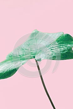 Single Green Ivy Leaf on Pink Background. Highlights Sunlight Leak. Banner Poster Template for women blogs social media. Fashion I