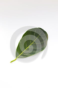 Single Green Jackfruit leaf isolated on white background
