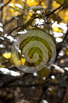 Single Green Leaf