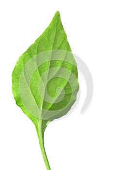 Single green leaf