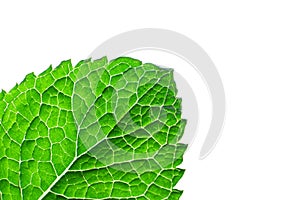 Single green leaf , close up macro, isolated on white background