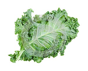 Single green leaf of curly-leaf kale isolated