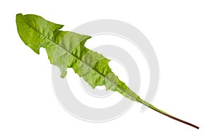 Single green leaf of dandelion grass isolated