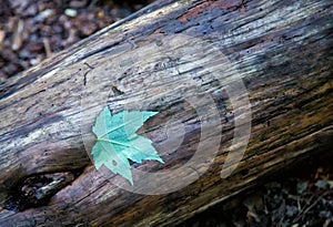 Single green leaf on downed tree log