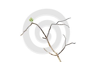 Single green leaf on dry branch isolated on white