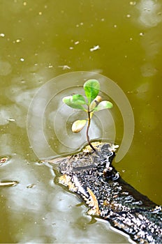 Single green leaf on dry branch in sewage