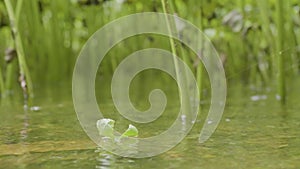 Single green leaf over the water. Green leaves over the water and plants background. Sun beams and green leaves at water