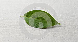 A single green leaf is placed