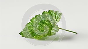 A single green leaf placed on a white background