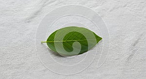 A single green leaf rests on