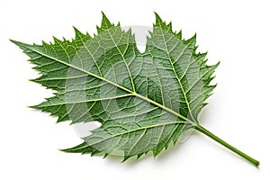 Green leaf with sharp edges isolated on white background. A green leaf with sharp edges isolated on a white background, showcasing photo