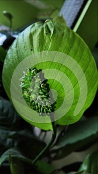 Single green leaf with spikey tubular part