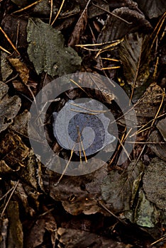 Single green leaf stands against a backdrop of brown, dead leaves  scattered on the ground