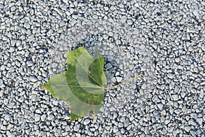 Single Green Leaf of Summer on Pavement