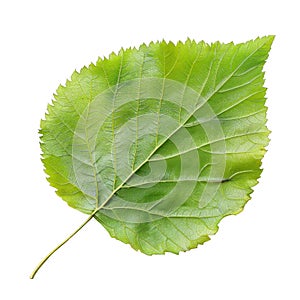 Single Green Leaf with Veins and Serrations Against Black Background