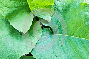 Single Green Leaf with Visible Large Veins