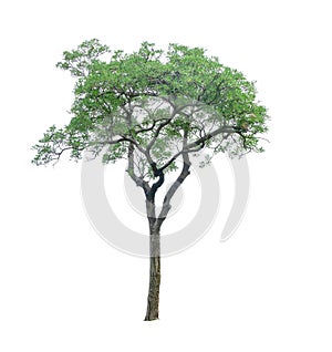 Single green leaves of Silver trumpet tree or Golden trees  isolated image,  an evergreen leaves plant die cut on white background