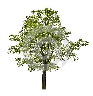 Single green linden tree isolated on white