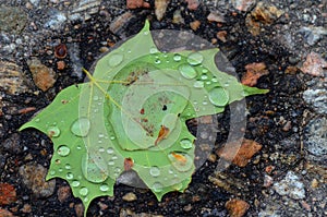 Single Green maple leaf with water drops on it