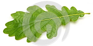 Green Oak Leaf